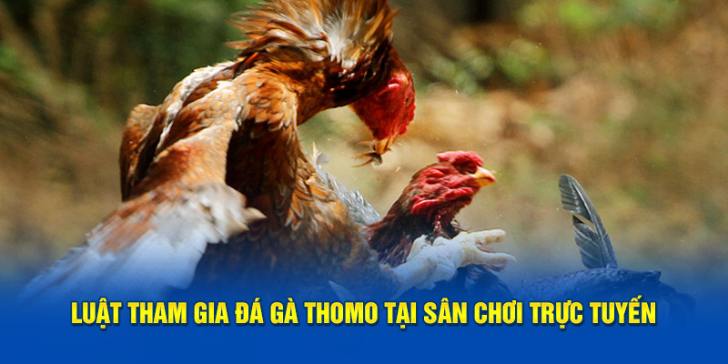 Luật tham gia đá gà Thomo tại sân chơi trực tuyến