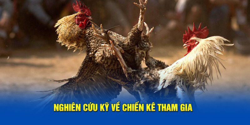 Nghiên cứu kỹ về chú kê trong cuộc chiến